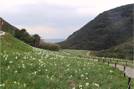 黒岩水仙郷